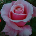 Picture of Softly Softly-Rose