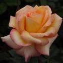 Picture of Solitaire-Rose