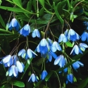 Picture of Sollya heterophylla Blue