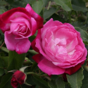 Picture of Sophies Perpetual-Rose