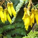 Picture of Sophora Chathamica