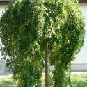 Picture of Sophora Japonica Pendula