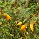 Picture of Sophora Little Baby