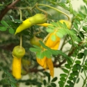 Picture of Sophora Microphylla