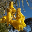 Picture of Sophora Te Atatu Gold