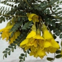 Picture of Sophora Tetraptera