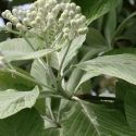 Picture of Sorbus Aria Lutescens