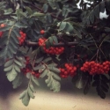 Picture of Sorbus Scarlet King