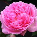 Picture of Souvenir De Louis Amade-Rose