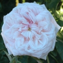 Picture of Souvenir de la Malmaison Clg-Rose