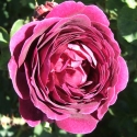 Picture of Souvenir du Docteur Jamain Clg-Rose