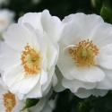 Picture of Sparkles Pillar-Rose