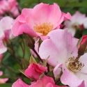 Picture of Sparrieshoop-Rose