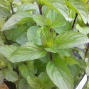 Picture of Spearmint