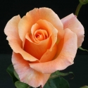 Picture of Special Occasion-Rose