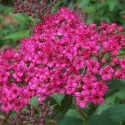 Picture of Spiraea Anthony Waterer