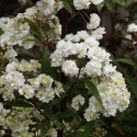 Picture of Spiraea Prunifolia