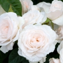 Picture of St Hildas Rose-Rose