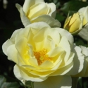 Picture of St Marys Rose Std 80cm-Rose