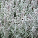 Picture of Stachys Lanata