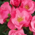 Picture of Star Quality-Rose