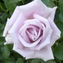 Picture of Starlight-Rose