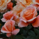 Picture of Strawberry Blonde Std 80cm-Rose