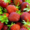 Picture of Strawberry Camarosa Bundles (10)