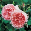 Picture of Strawberry Hill-Rose