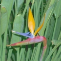 Picture of Strelitzia Parvifolia