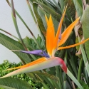 Picture of Strelitzia Reginae