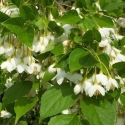 Picture of Styrax Japonica