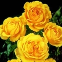 Picture of Summer Gold-Rose