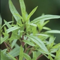 Picture of Summer Savory