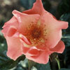Picture of Summer Wine Clg-Rose