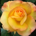 Picture of Sunline-Rose