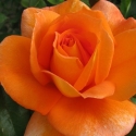 Picture of Super Trouper Std 80cm-Rose