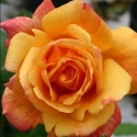 Picture of Sutters Gold Clg-Rose