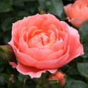Picture of Sweet Dream Std 45cm-Rose