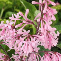 Picture of Syringa Bellicent