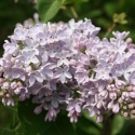 Picture of Syringa Clarkes Giant