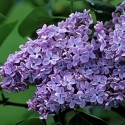 Picture of Syringa Condorcet