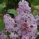 Picture of Syringa Edward Andrea