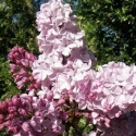 Picture of Syringa Ester Stanley