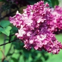 Picture of Syringa Marechal Foch