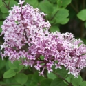Picture of Syringa Meyeri Pallidan