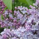 Picture of Syringa Pats Lilac