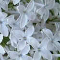 Picture of Syringa Persica Alba