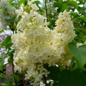 Picture of Syringa Primrose