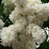 Picture of Syringa Princesse Clementine